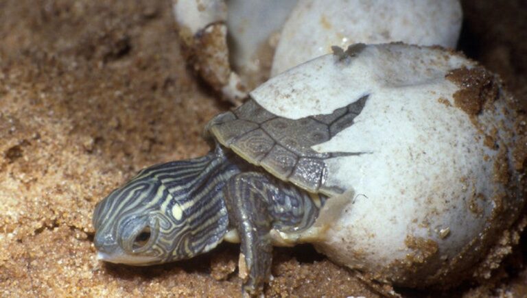 Qué características curiosas tienen los animales ovíparos