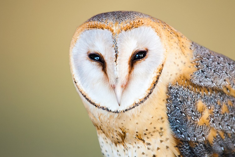 Qué características interesantes tiene la lechuza blanca