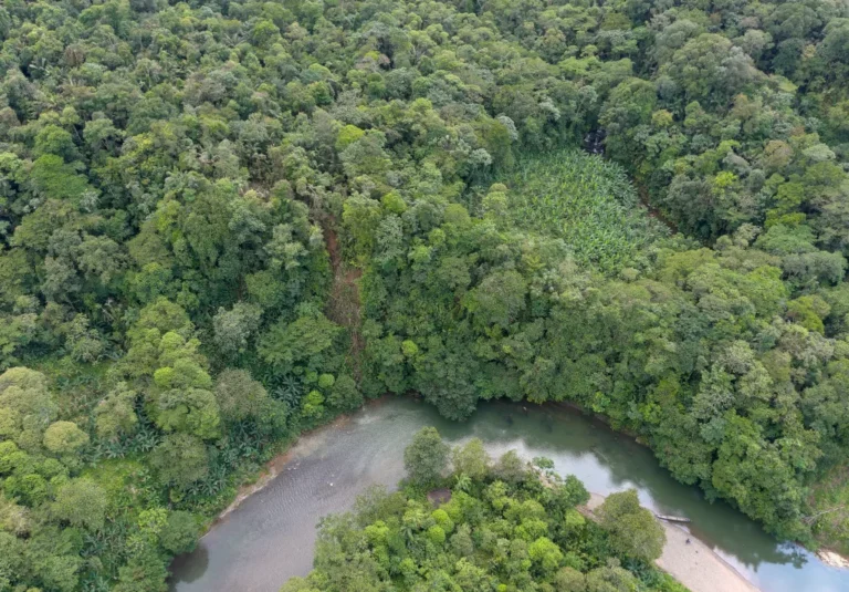 Qué características, flora y fauna destacan en la selva colombiana