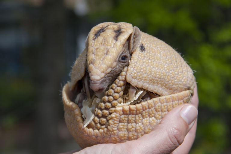 Qué características hacen interesantes a los armadillos