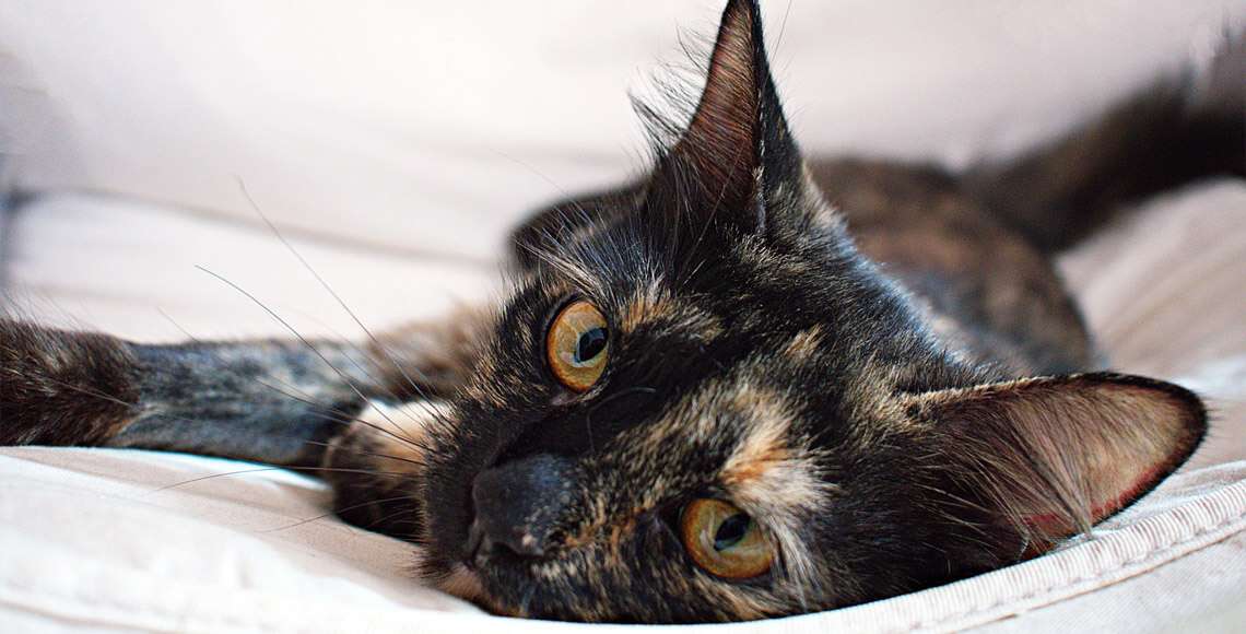 que caracteristicas razas y curiosidades tiene el gato carey