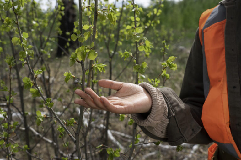 Qué características tiene el ecosistema forestal en flora y fauna