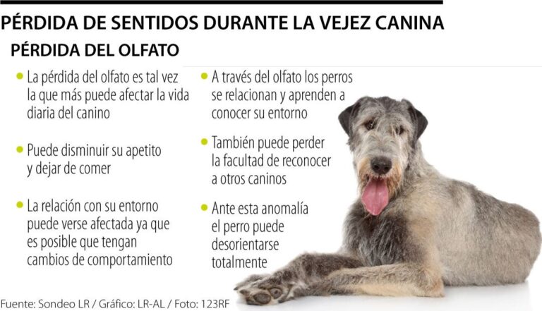 Qué características y comportamientos presentan los cánidos