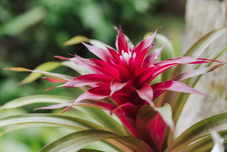 Qué características y cuidados de Bromeliaceae son ideales para el hogar