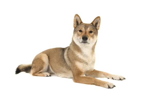 Qué características y cuidados necesita el Shikoku Inu