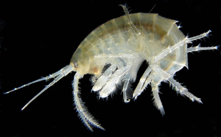Qué características y ejemplos tienen los crustáceos Amphipoda