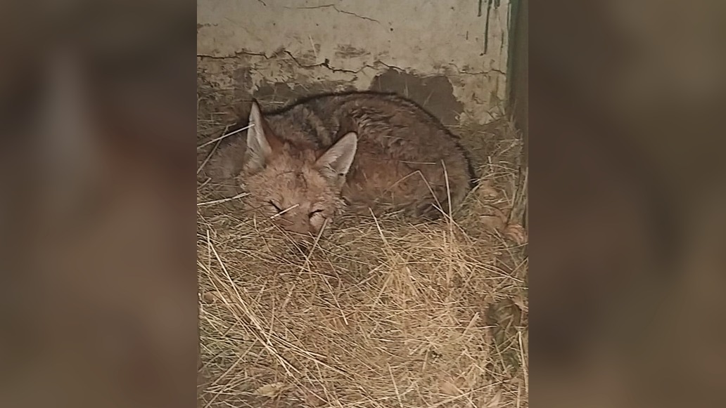 que caracteristicas y habitat natural poseen los zorros