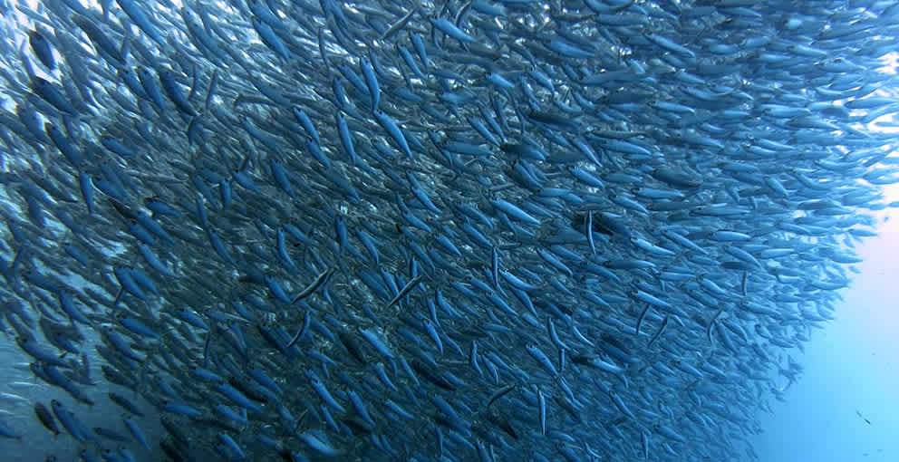que causas efectos e impacto ambiental tiene la corriente de humboldt