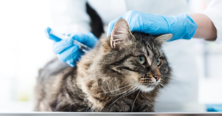 que causas y tratamientos hay para la incontinencia urinaria en gatos
