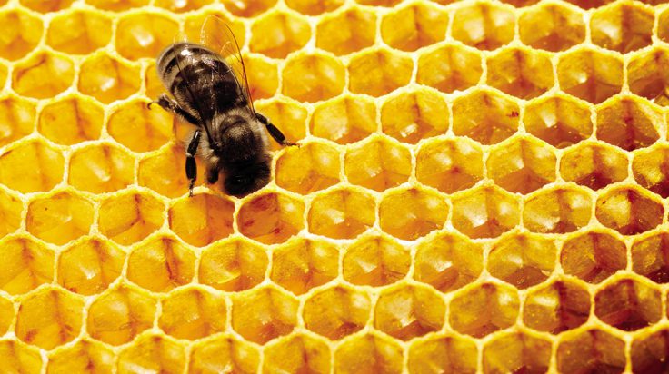 Qué comen las abejas y qué información esencial debemos saber