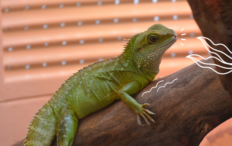 Qué comen las iguanas y cuáles son sus hábitos alimenticios