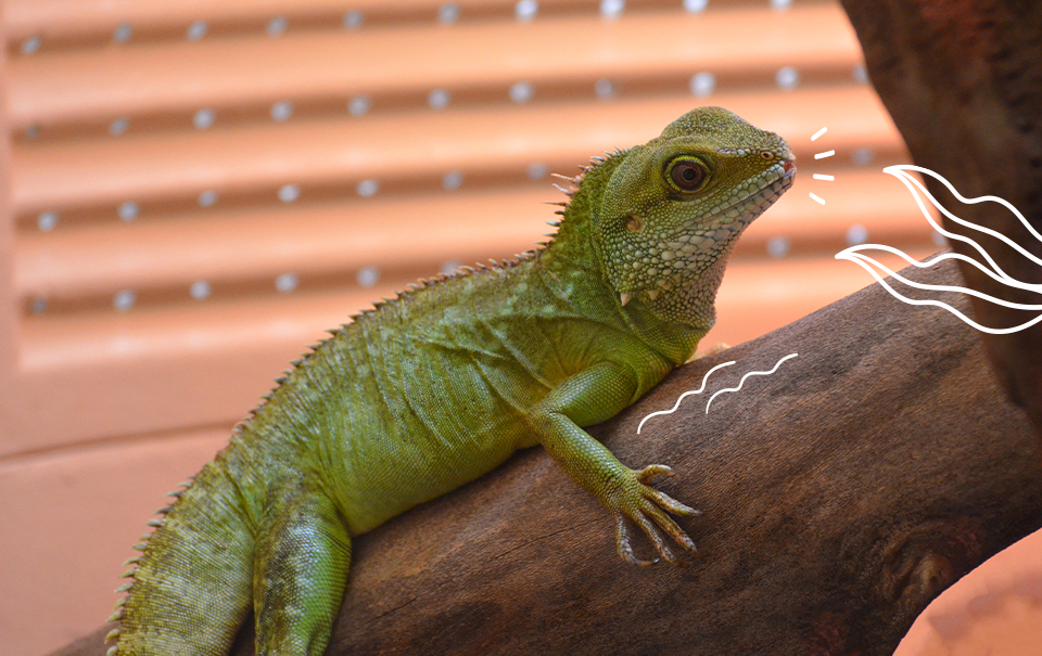 que comen las iguanas y cuales son sus habitos alimenticios