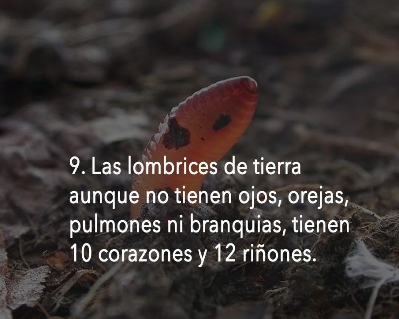 que comen las lombrices de tierra y como se alimentan