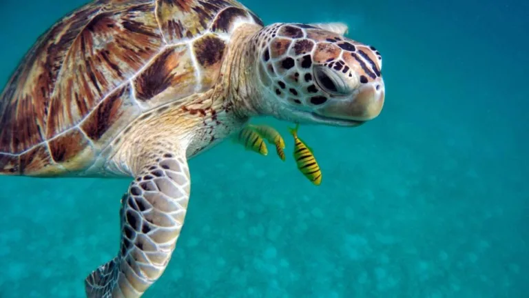 Qué comen las tortugas y cuál es su dieta interesante