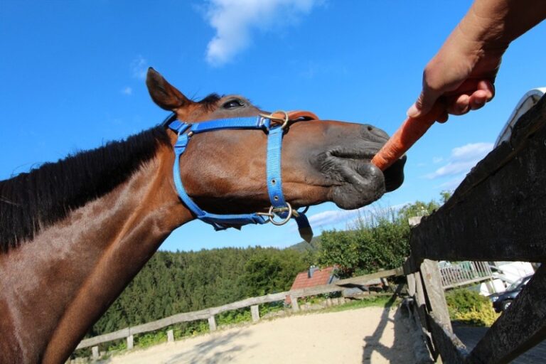 Qué comen los camellos: Todo sobre su alimentación y dieta