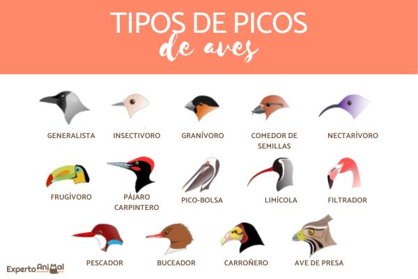 Qué comen los colibríes Descubre su dieta y alimentación