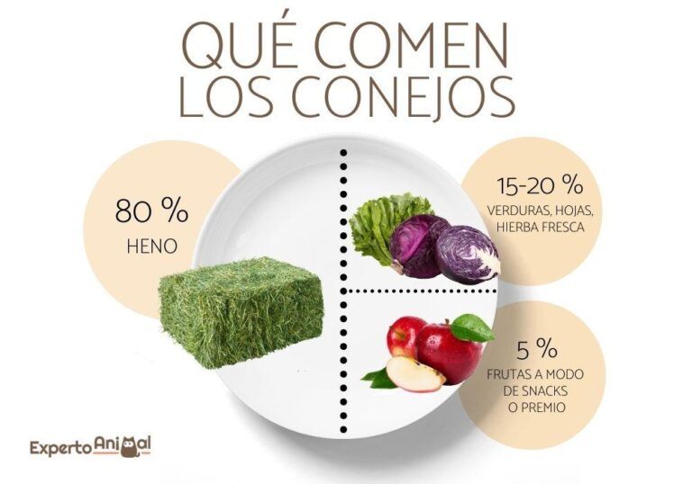 Qué comen los conejos en su dieta salvaje y doméstica