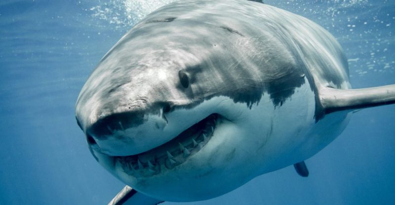 que comen los tiburones y cuales son sus fuentes de alimento