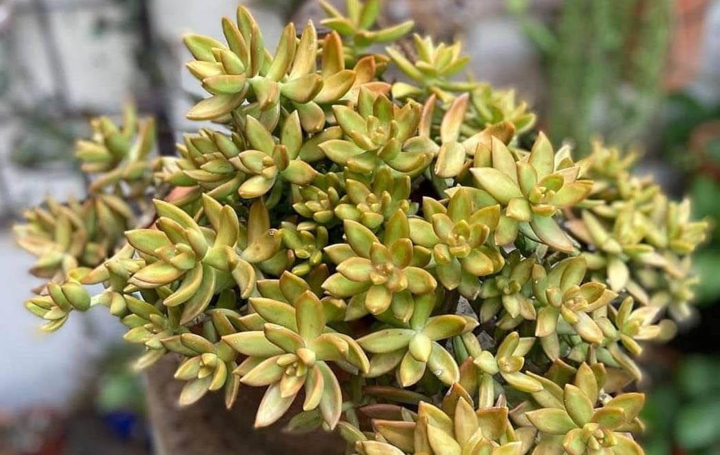 Qué cuidados necesita el Sedum Adolphii Nussbaumerianum