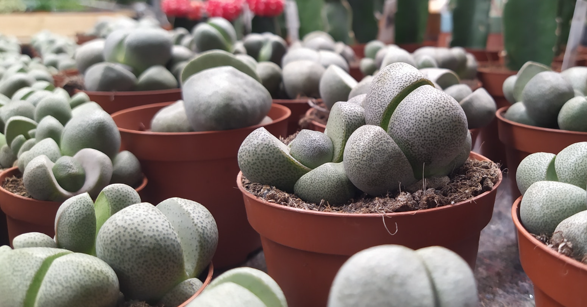 Qué debes saber sobre Cactus Lithops y Suculentas