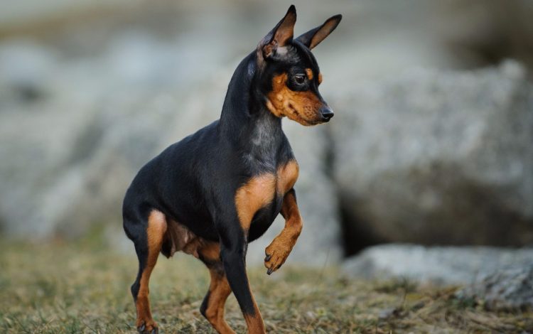 que debes saber sobre el origen y cuidados del mini pinscher