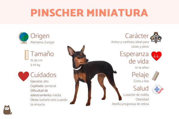Qué dietas naturales son recomendables y cómo aplicarlas a perros