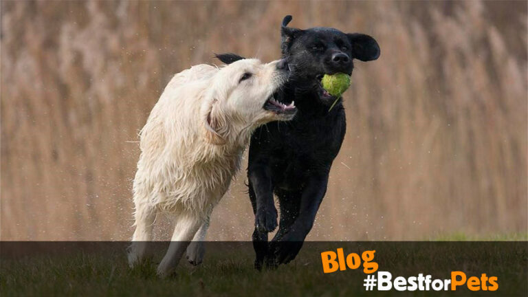 Qué diferencias existen entre Labradores y Golden Retrievers
