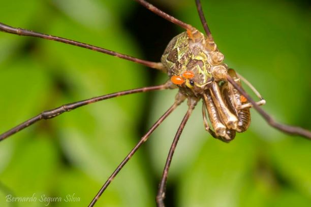 Qué diversidad y ecología tienen los animales invertebrados