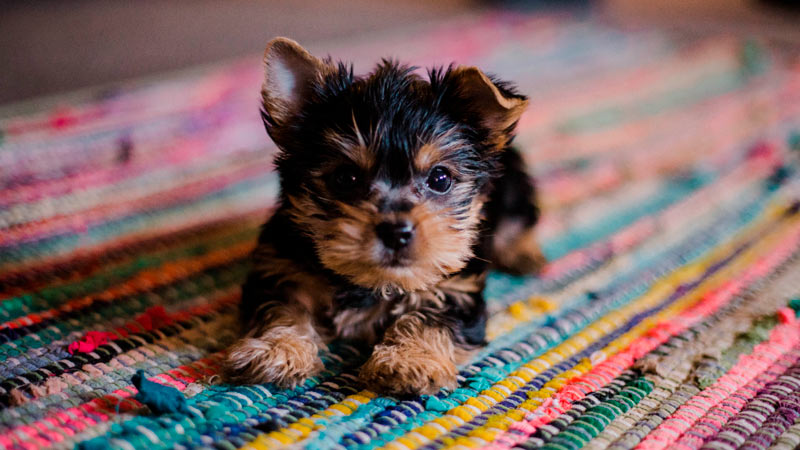 que enfermedades comunes afectan a los perros schnauzer