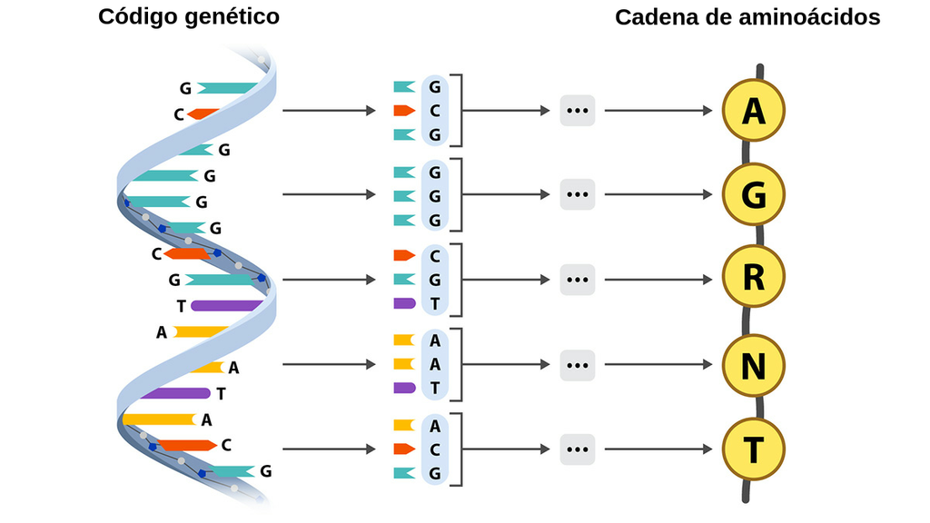 que es el adn como se compone y cual es su funcion
