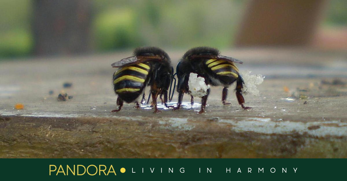 que es el aguijon de abeja y su importancia en la naturaleza