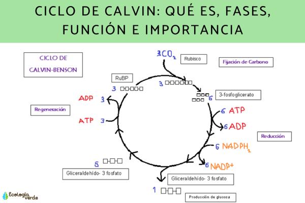 que es el ciclo de calvin y cual es su importancia en fotosintesis