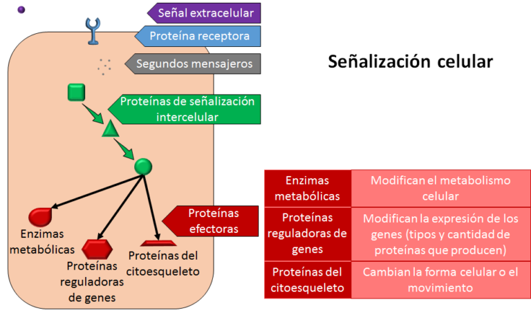 qué es el citoesqueleto y cuáles son sus funciones y características