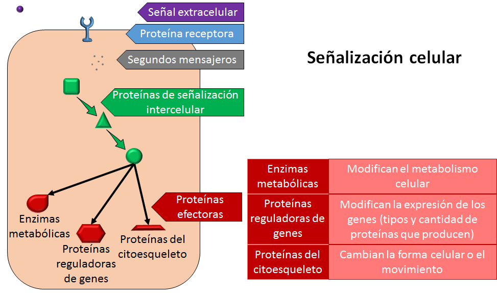 que es el citoesqueleto y cuales son sus funciones y caracteristicas