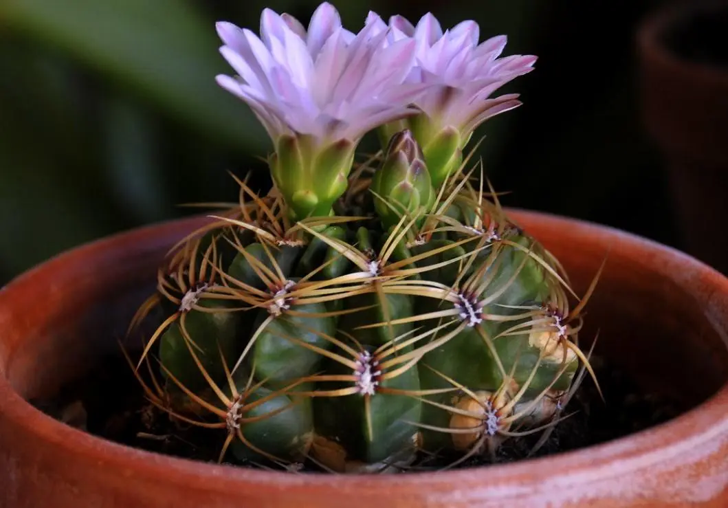 Qué es el Gymnocalycium Horstii y cómo cuidarlo