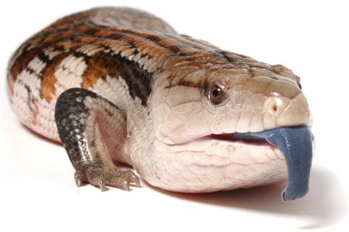 Qué es el intrigante lagarto de chaquira Heloderma horridum