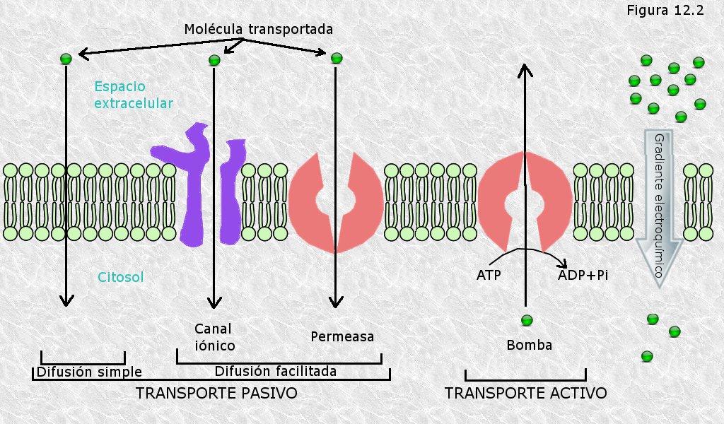 que es la biologia celular y por que es tan importante