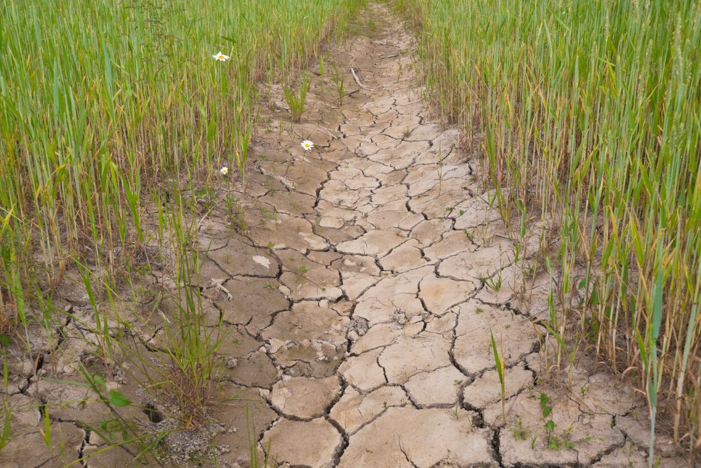 que es la desertificacion y cuales son sus causas principales
