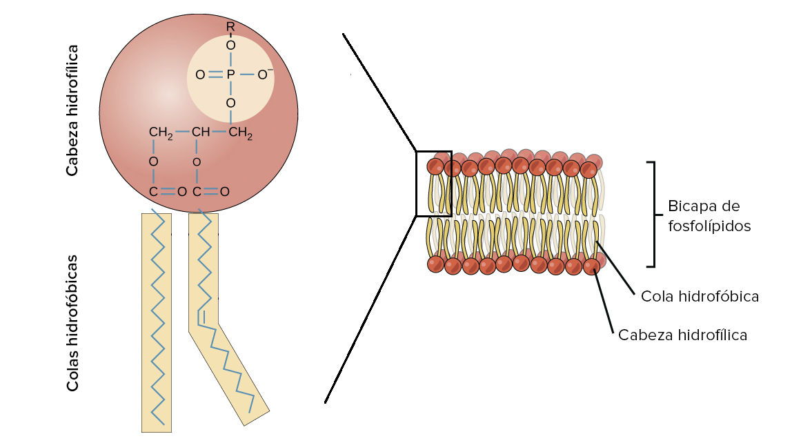 que es la membrana plasmatica y cuales son sus funciones y estructura