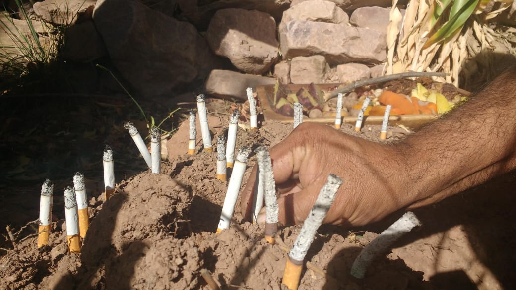 que es la planta ruda y cuales son sus beneficios en la pachamama