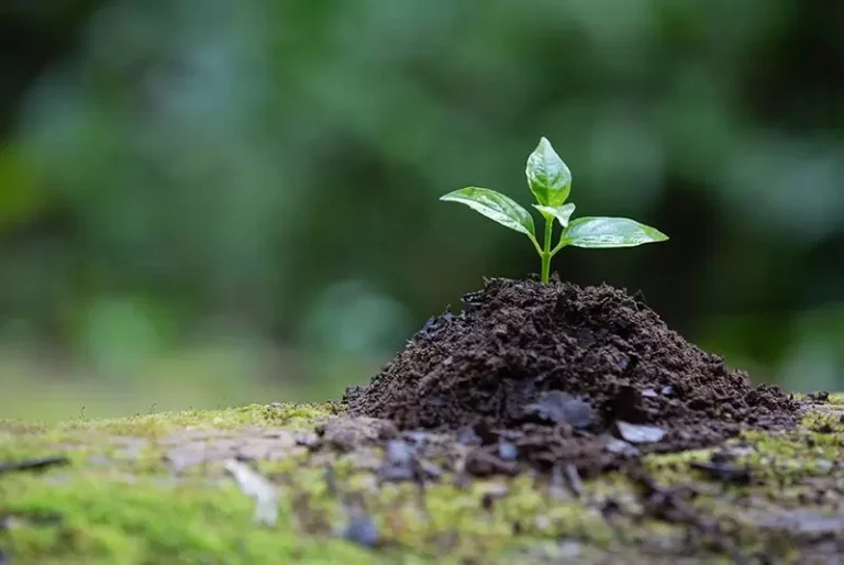 Qué es la reforestación y cuál es su importancia ambiental