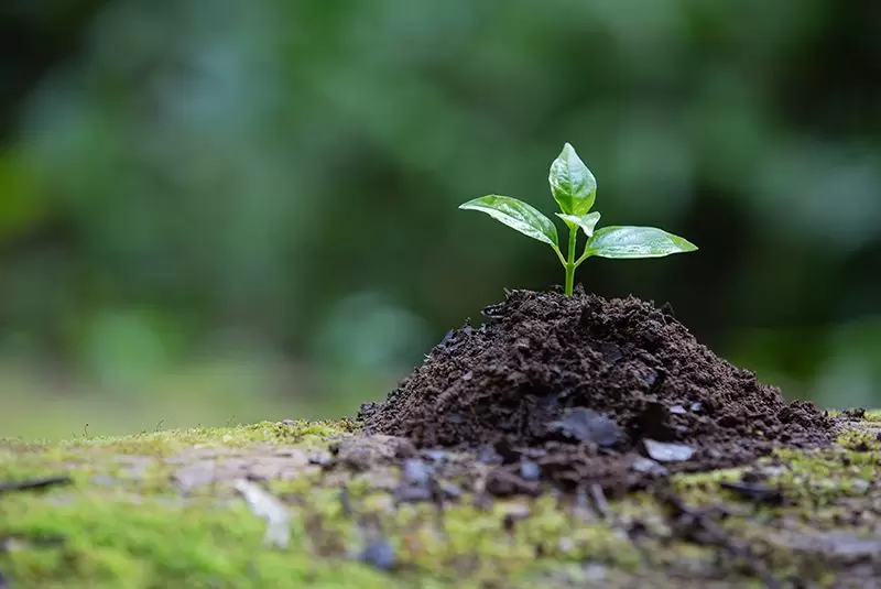 que es la reforestacion y cual es su importancia ambiental