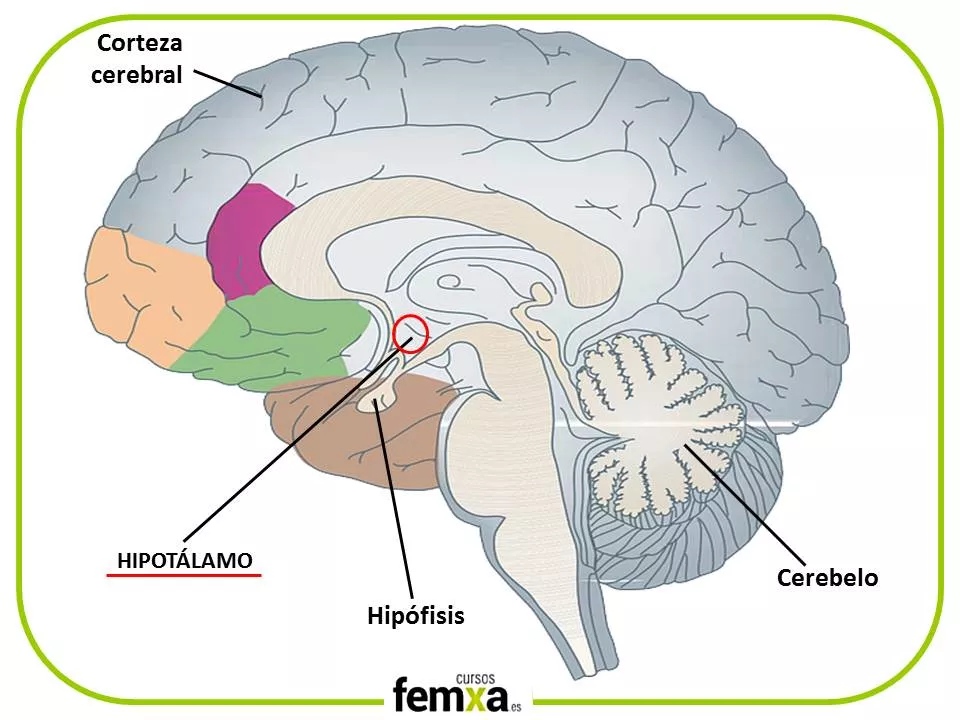 que es la sensacion termica y como afecta a tu cuerpo