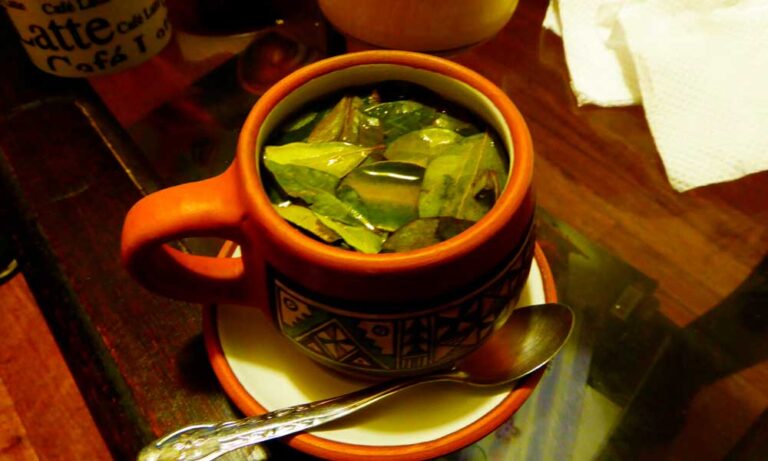 Qué es la yerba mate y cómo beneficia tu salud con cafeína