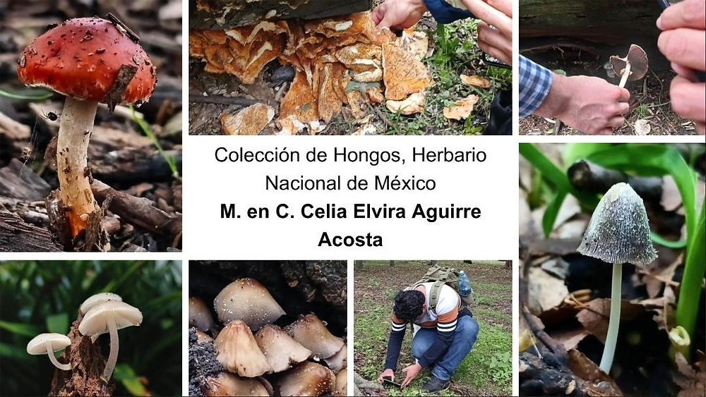 que es un herbario y como impacta la biodiversidad