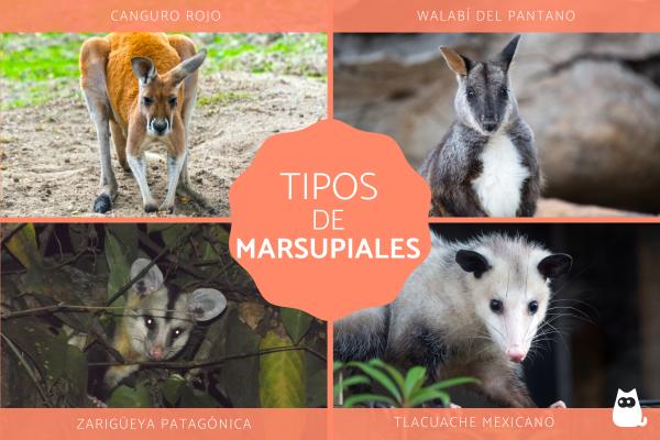 Conoces 3 curiosidades sorprendentes sobre el canguro rojo