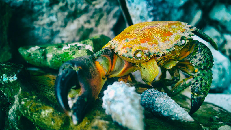 que habitat dieta y caracteristicas tiene el cangrejo cocotero