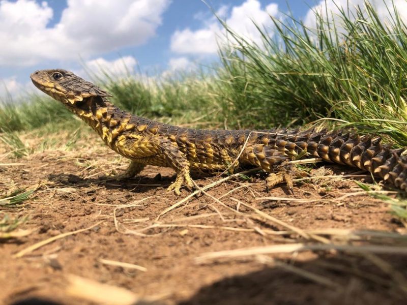 que habitat y caracteristicas hacen fascinantes a los lagartos