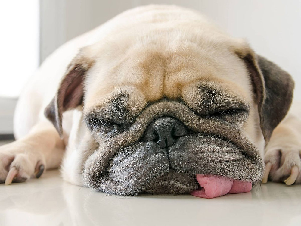 que hacer si me muerde un perro guia de primeros pasos y consejos