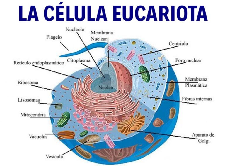 Qué partes, características y funciones tiene la célula vegetal
